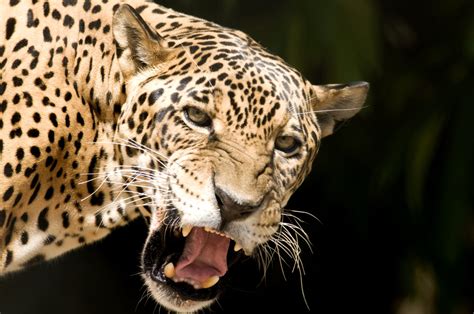 Explore our luxury sedans, suvs and sports cars. Brazil Pantanal Cruise - Jaguar Safari - Finisterra Travel
