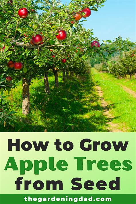 How To Grow Apple Trees In 10 Easy Steps Apple Tree From Seed Apple