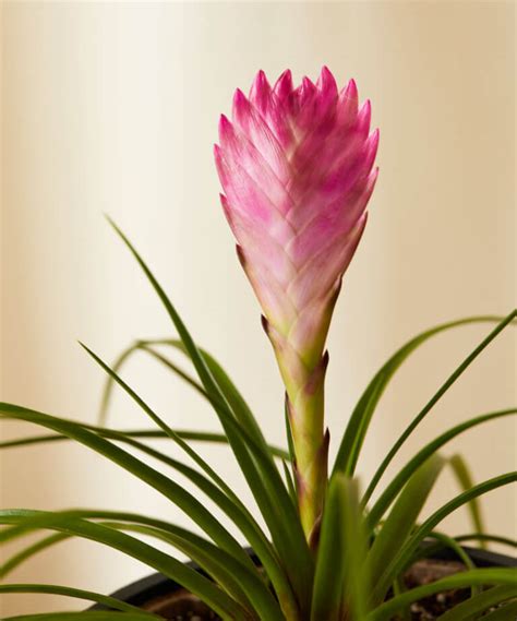 Buy Potted Bromeliad Summer Indoor Plant Bloomscape