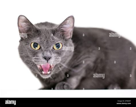 An Angry Grey Shorthair Cat Hissing Stock Photo Alamy