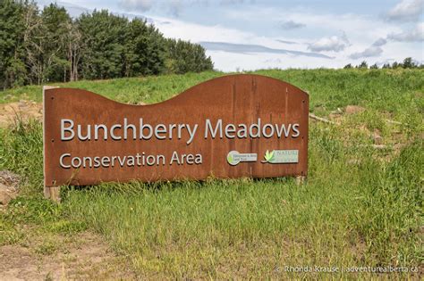 Bunchberry Meadows Conservation Area- Activity and Visitor Guide