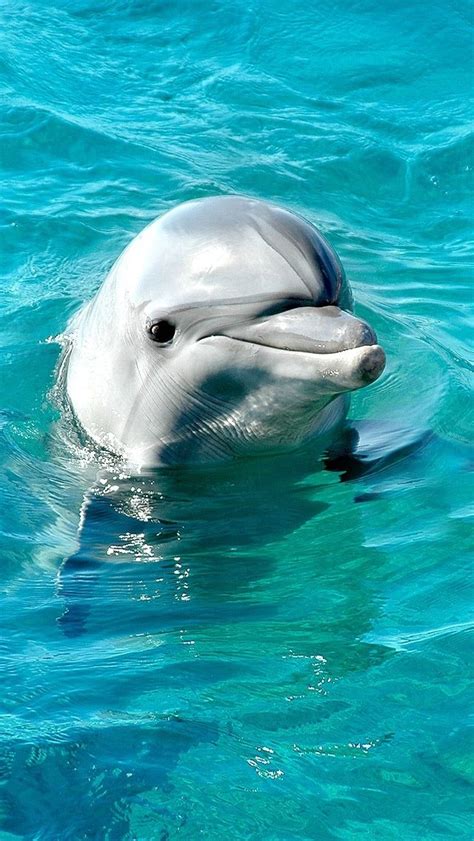 Dolphins Are So Cute Water Animals Cute Animal Pictures Beautiful
