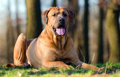 Tosa Inu Tosa Ken Japanese Mastiff