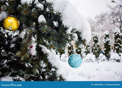 Snow Covered Christmas Tree Stock Photo Image Of Balls Holiday
