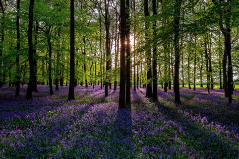 Nature Forest Trees Colorful Spring Flowers Sun Nature Tree Forest