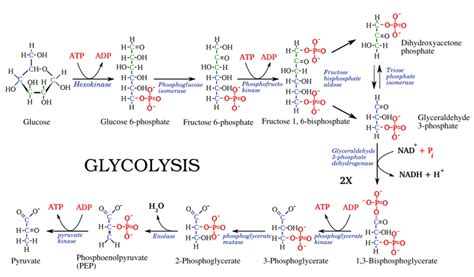 Glycolysis Pathway — Biology Notes A Level Biology