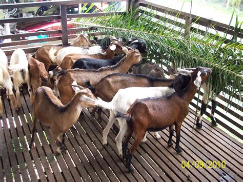Saya ada 2 ekor jamnapari betina untuk dijual. Ladang Ternakan Kambing Izzel Deen Melaka: Induk kambing ...