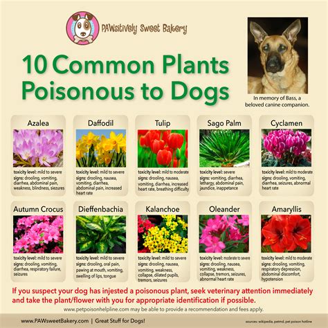 Your slippers, the newspaper, their own tail if they could catch it. Poisonous Plants