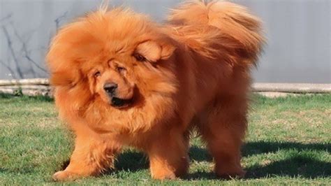 Top 10 Most Expensive Dog Breeds In The World Facts And