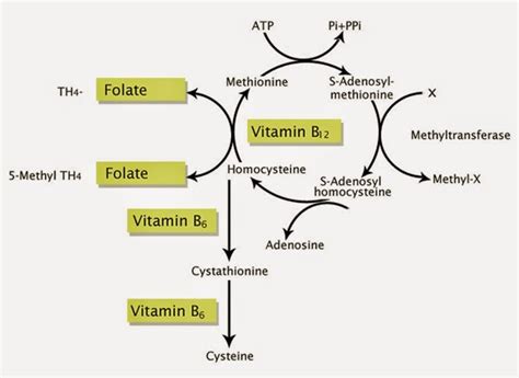 Biochemistry Class Notes Megaloblastic Anemia Folate And Vitamin B12