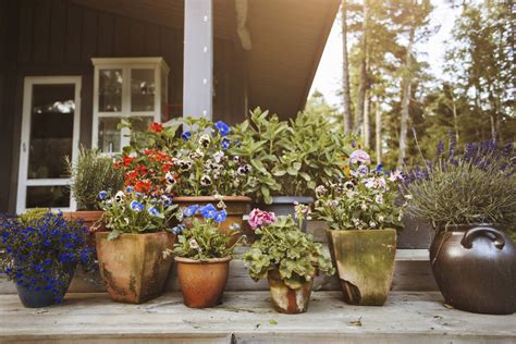 Bag of potting mix for containers: 5 Things to Know for Successful Container Gardening