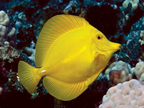 In Hawaiis Aquarium Trade A Topical Fight Over Tropical Fish