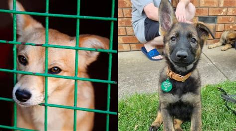 Theres Been A Huge Uptick In People Surrendering ‘pandemic Puppies To