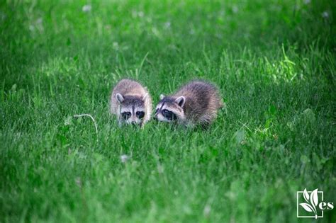 How To Keep Raccoons From Digging Up Plants In Your Garden Spaces