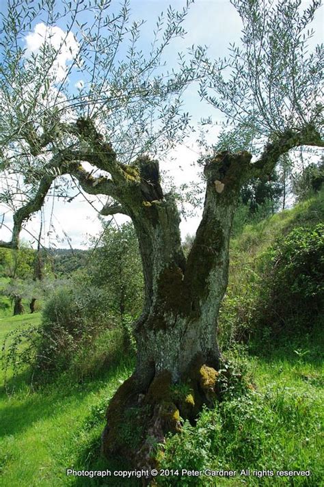 Centenarian Olive Trees