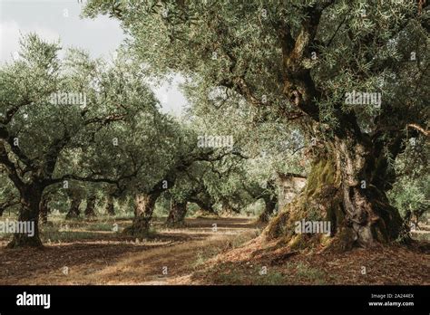 Olive Grove On The Island Of Greece Plantation Of Olive Trees Stock