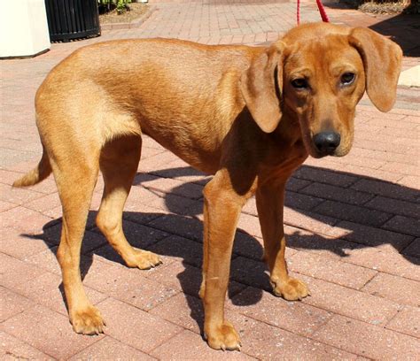 Redbone Coonhound F 2 Years Named Emilee In Charlotte Nc Greater