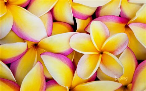 Plumeria Flowers In Hawaii 2016 Bing Desktop Wallpaper