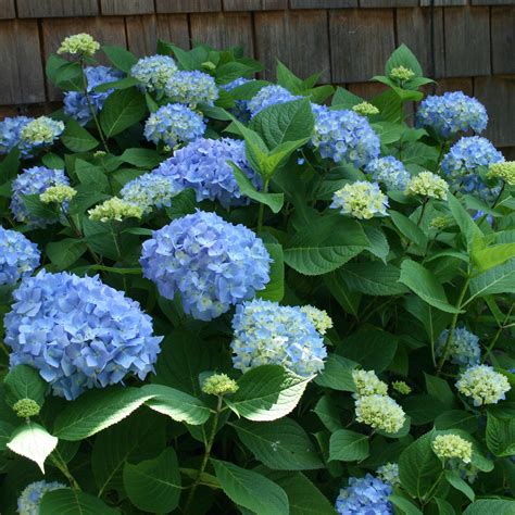Buy Hydrangea Macrophylla Blue Plant Plantslive