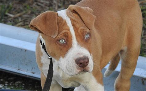 Perro American Pit Bull Terrier Guía Completa De La Raza Mascota Y Salud