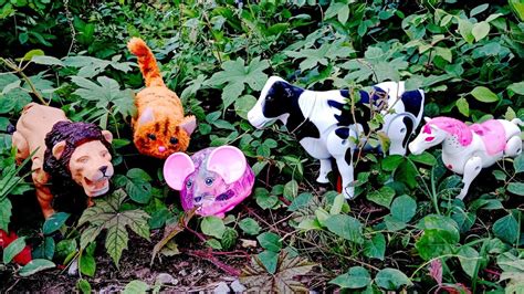 Menemukan Mainan Hidup Di Kebun Kuda Tikus Sapi Kucing Singa