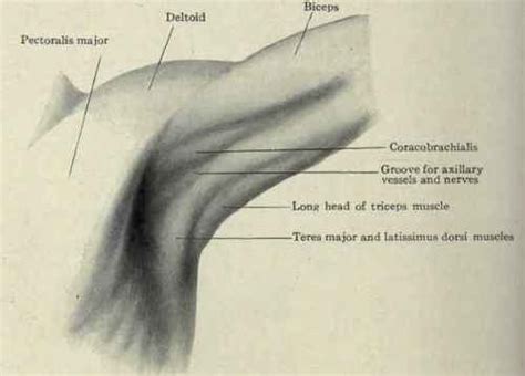 Armpit Muscles Human Body Anatomy Body Anatomy Muscle Anatomy