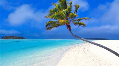 Palm Tree On Beach Sand Under Blue Sky Hd Palm Tree Wallpapers Hd