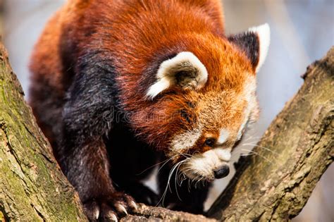 Red Panda Ailurus Fulgens Stock Photo Image Of Indian Bhutanese