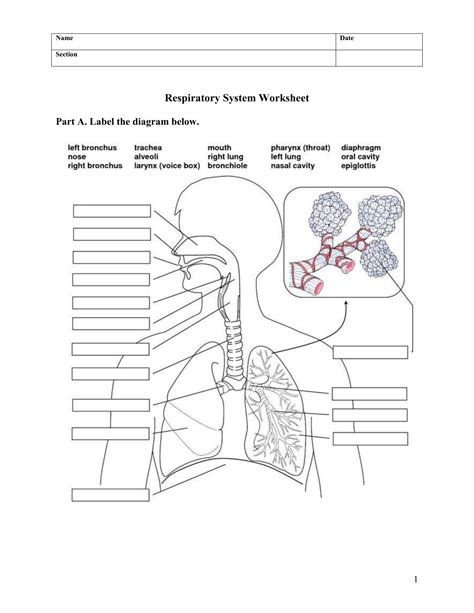 Respiratory System Worksheet Answer Key