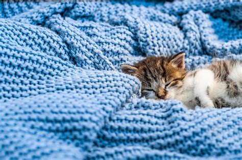 Cute Kitten Laying On Blue Blanket With Blue Eyes Wide Open Looking At