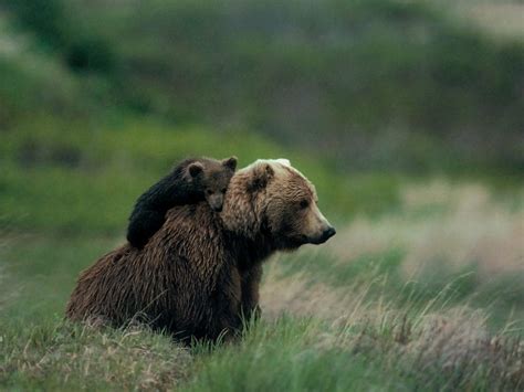 Medieval Human Justice Mama Grizzly Bear Euthanized After