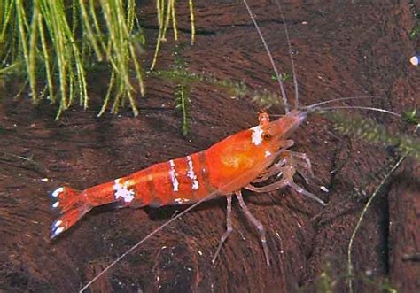 Caridina Cantonensis Crystal Red Crystal Red Alle Infos Und Details