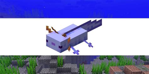 All Axolotl Colors In Minecraft Pro Game Guides Cmc Distribution