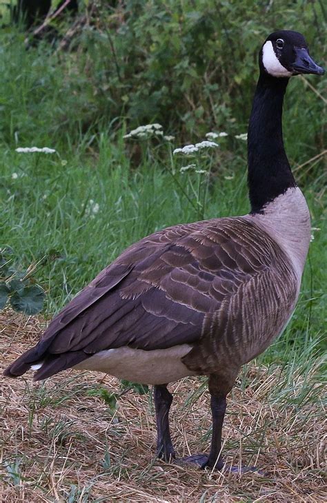 How Much Does A Canadian Goose Weigh Animal Enthusias Blog
