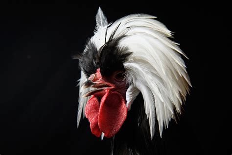 Some Chickens Really Are Peculiar Cosmos Magazine
