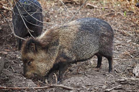 Collared Peccary