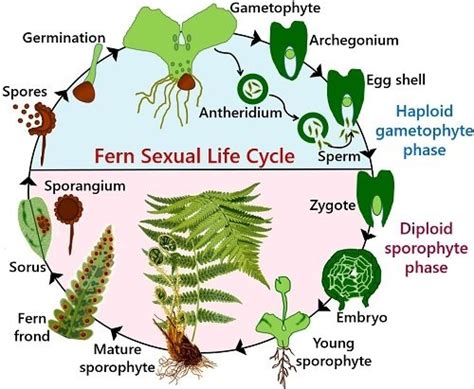 How Do Ferns Reproduce Sexual And Asexual Methods Biology Reader