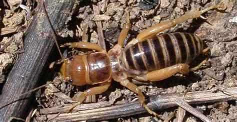 Filmmaterial zu „jerusalem cricket aka potato bug. Potato Bug (Jerusalem Cricket): Bite, Facts, Pictures And More