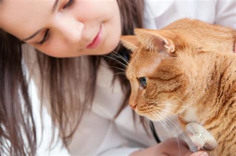 Allergic Shock in Cats | PetMD