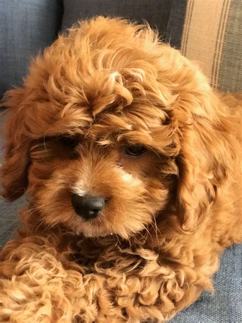 Cavoodle Puppies For Sale Nsw And Toy Poodle Puppies For Sale Nsw Sydney