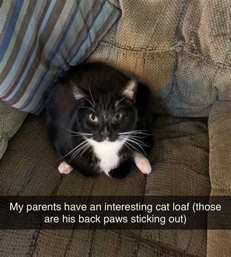 Large And In Charge Cat Memes Funny Cat Memes Cat Memes Cute Funny