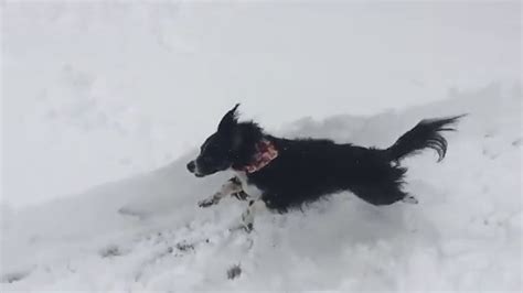 Rescue Dog First Time In Snow Slow Motion Youtube