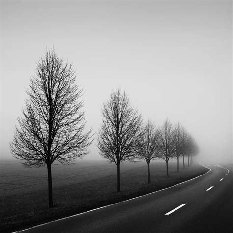 Roadside Trees By Daniel Dencescu Photography Digital Art Limited