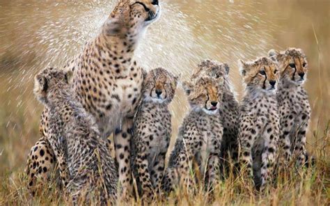 Baby Cheetah Wallpaper 66 Images