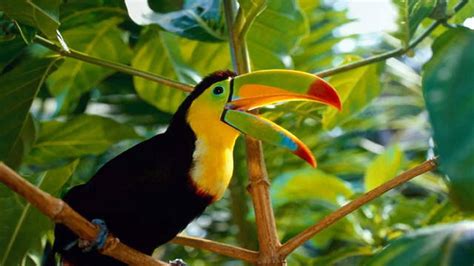 Beautiful Bird Toucan Costa Rica Desktop Wallpaper Hd For Mobile Phone And Pc 3840x2400