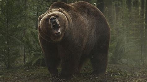 Viral Majestuosas Fotos Del Oso Grizzly Saliendo De La Hibernación