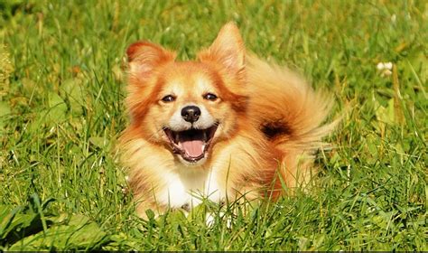 Lachender Hund Foto And Bild Tiere Hunde Natur Bilder Auf Fotocommunity