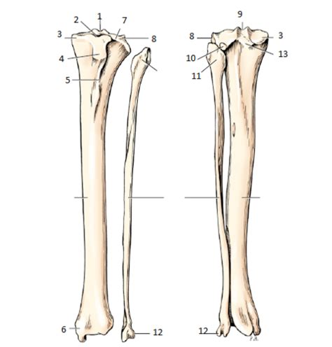 Osteology Pelvic Limb Of The Canine Tibia And Fibula Flashcards Quizlet