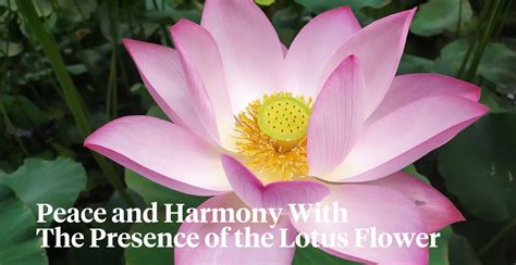 Lotus Flower The Special Meaning Symbolism And Influence Over The Ye