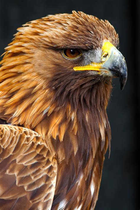 Male Golden Eagle Birds Wildlife Photography By Martin Eager